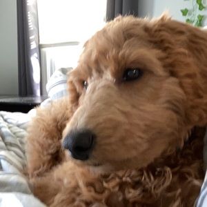 Meet your Posher, Sean